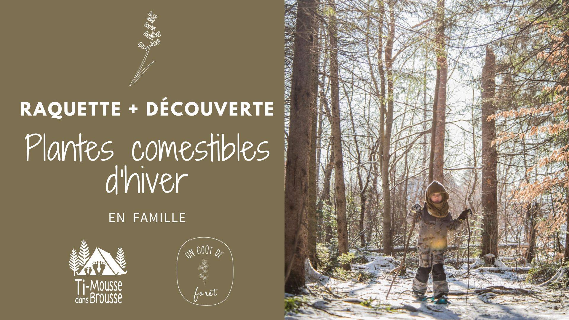 Laurentides - Raquette et Découverte: plantes comestibles d'hiver